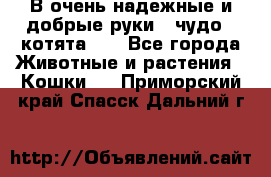 В очень надежные и добрые руки - чудо - котята!!! - Все города Животные и растения » Кошки   . Приморский край,Спасск-Дальний г.